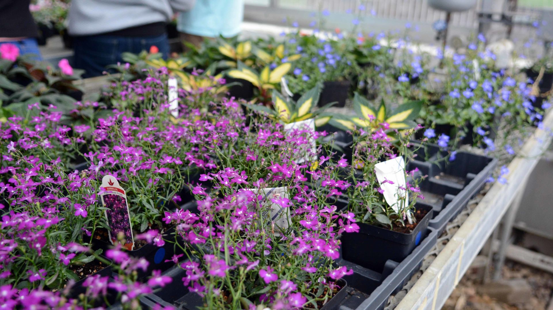Baraboo High School students prepare for annual plant sale